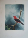 GOIS." Pássaro ", gravura em metal, tiragem 42/100, 35 x25 cm