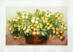 WILMA SEDYS." vaso de flores lV ",   litografia, tiragem 37/75, 25 x 35 cm