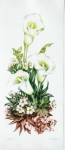 WILMA SEDYS." vaso de flores x ",  litografia, tiragem  36/75, 50 x 22 cm