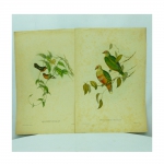 Duas antigas gravuras "Pássaros" de J.Gould and H.C. Richiter e impressão.