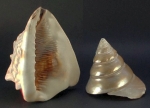 Duas conchas marinhas, íntegras; a maior, 12x17cm. Muito bem conservadas.