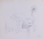 DANIEL AZULAY- " Flamingo" desenho a lápis, assinado, medindo 33x30 cm.  Preço de avaliação R$ 200,00