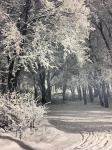 Francisco Aszmann - "Inverno na Hungria"  fotografia medindo 40x30 cm, no verso cache da Associação Carioca de Fotografia.