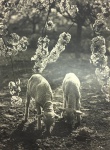 Francisco Aszmann - " Pasto com ovelhas"  fotografia medindo 40x30 cm