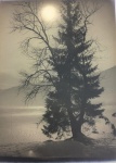 Francisco Aszmann - " Árvore"  fotografia medindo 39x30 cm
