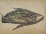 JOSÉ DOME. Aquarela de peixe, localizado na Bahia, assinada no c.i.d., medindo 46x61cm. Emoldurada em vidro medindo 71x87cm.