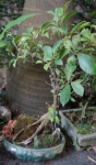Bonsai, medindo 65 cm. de altura.