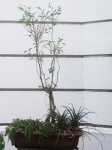 Bonsai, medindo 85 cm. de altura.