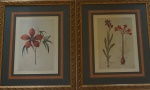 Par de quadros decorativos - reprodução de gravuras florais com moldura medindo 56x48cm cada (medida total: 87x75 cada). Apresentam fungos.