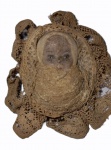 Rosto de bebê em madeira, encaixado em uma casca de noz, rodeado por fitas de renda, medindo 6 cm de diâmetro.